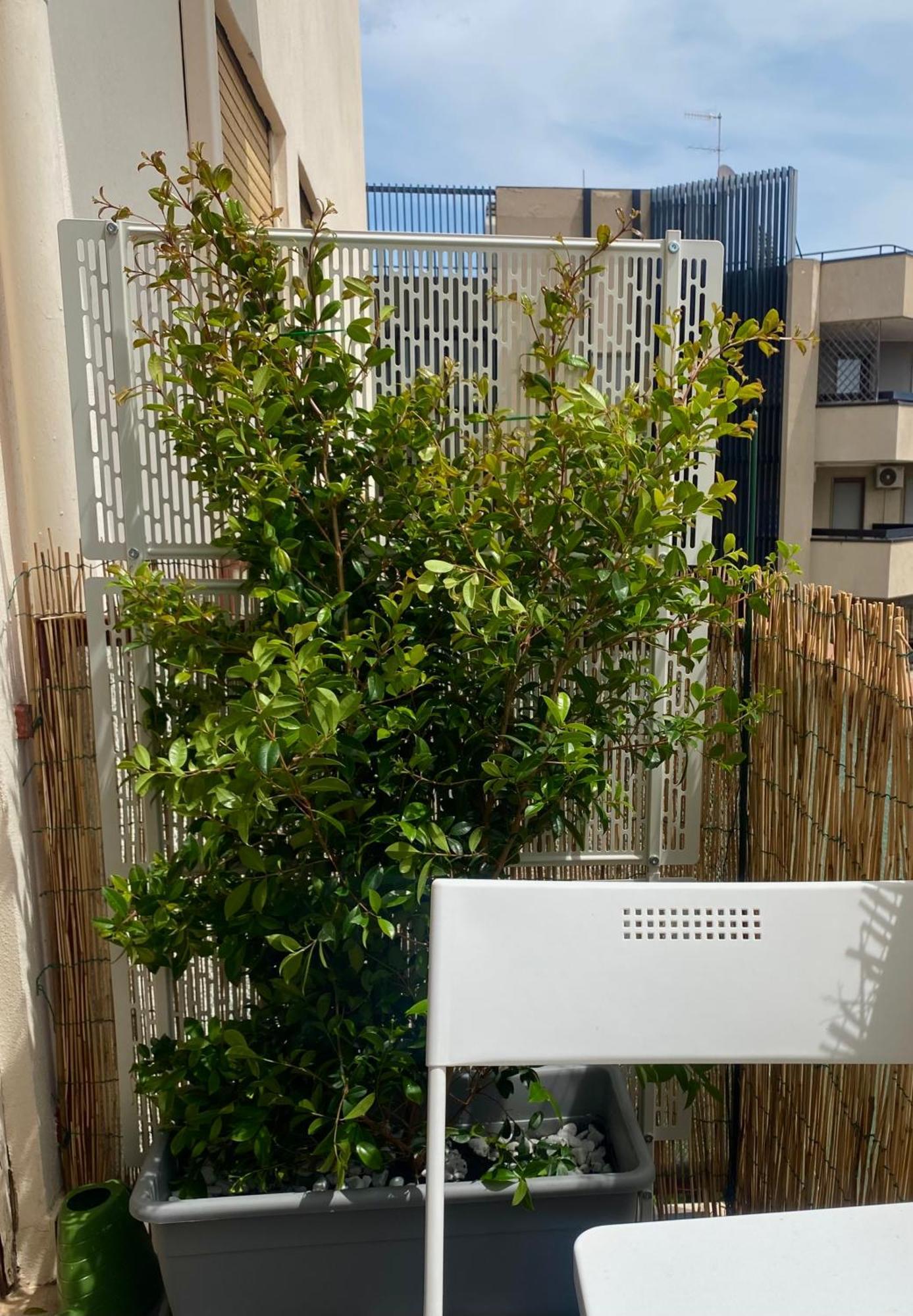 Via Roma A Un Passo Dalle Universita! Sassari Eksteriør billede